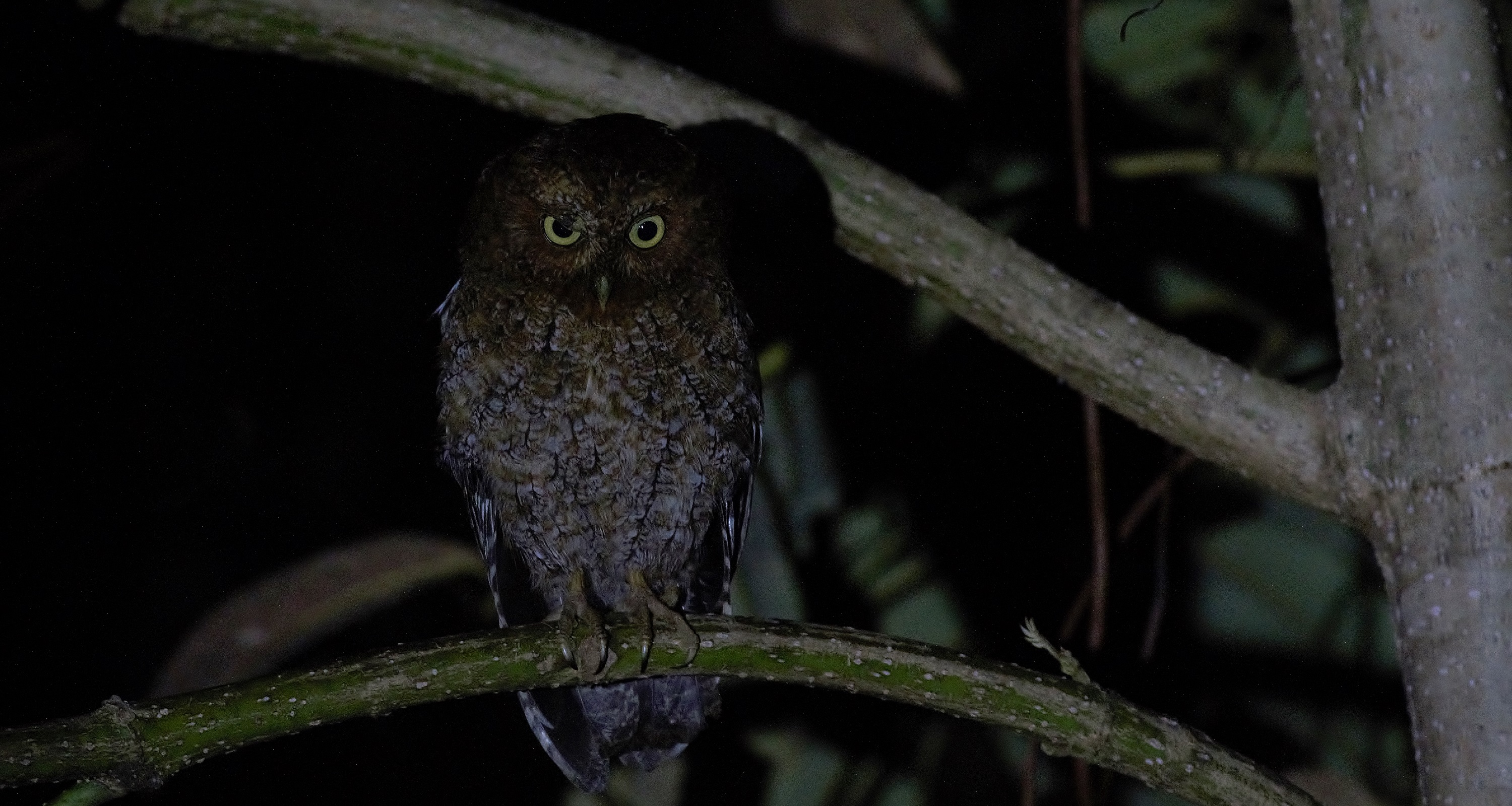 Bare-shanked Screech-Owl